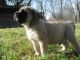 Alaunt Puppies for sale in Los Angeles, CA, USA. price: NA