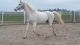 Albanian Horses for sale in Blissfield, MI 49228, USA. price: NA