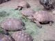Aldabra Giant Tortoise Reptiles