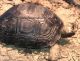 Aldabra Giant Tortoise Reptiles