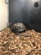 Aldabra Giant Tortoise Reptiles for sale in 639 Wilbur Square, Owings Mills, MD 21117, USA. price: NA