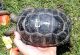 Aldabra Giant Tortoise Reptiles for sale in Beaumont, TX, USA. price: NA