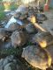 Aldabra Giant Tortoise Reptiles for sale in San Antonio, TX, USA. price: NA