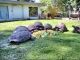Aldabra Giant Tortoise Reptiles for sale in Anza Street, Melbourne, FL 32940, USA. price: $345