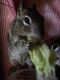 Alexander's Bush Squirrel Rodents for sale in Lancaster, CA 93535, USA. price: NA