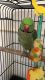 Alexandrine parakeet Birds for sale in Borger, TX 79007, USA. price: NA