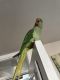 Alexandrine parakeet Birds for sale in San Francisco, CA, USA. price: NA