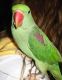 Alexandrine parakeet Birds for sale in Oceanside, CA, USA. price: NA