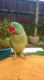 Alexandrine parakeet Birds for sale in Austin, TX, USA. price: NA