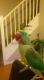 Alexandrine parakeet Birds