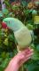 Alexandrine parakeet Birds for sale in Austin, TX, USA. price: NA