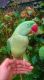 Alexandrine parakeet Birds for sale in Berkeley, CA, USA. price: NA