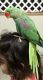Alexandrine parakeet Birds for sale in Brooklyn, NY 11234, USA. price: $900