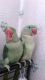 Alexandrine parakeet Birds
