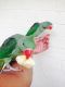 Alexandrine parakeet Birds for sale in Washington, DC, USA. price: $300