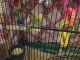 Alexandrine parakeet Birds for sale in Wasilla, AK 99654, USA. price: NA