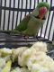 Alexandrine parakeet Birds for sale in Patna, Bihar, India. price: 2000 INR