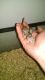 Algerian gerbil Rodents for sale in Williamsport, PA, USA. price: $10