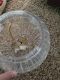 Algerian gerbil Rodents for sale in 605 Cooper Estates Dr, Mountain Home, AR 72653, USA. price: NA