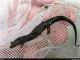 Allegheny Mountain Dusky Salamander Amphibians for sale in Arlington, VA, USA. price: NA