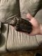 Alligator Snapping Turtle Reptiles for sale in Minneapolis, MN, USA. price: $450