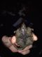 Alligator Snapping Turtle Reptiles