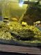 Alligator Snapping Turtle Reptiles for sale in Minneapolis, MN, USA. price: NA