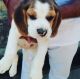 Alopekis Puppies for sale in Temple Hills, MD, USA. price: NA