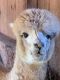 Alpaca Animals for sale in Downingtown, PA 19335, USA. price: $500