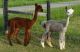 Alpaca Animals for sale in Belle Center, OH 43310, USA. price: $100