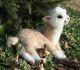 Alpaca Animals for sale in Atlanta, GA 30342, USA. price: NA