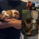 Alpaca Guinea Pig Rodents for sale in Rowlett, TX 75089, USA. price: $100