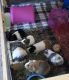 Alpaca Guinea Pig Rodents for sale in Lawrenceville, PA 16929, USA. price: NA