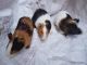 Alpaca Guinea Pig Rodents for sale in Adoor, Kerala, India. price: 700 INR