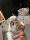 Alpaca Guinea Pig Rodents for sale in New Albany, IN 47150, USA. price: NA