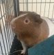 Alpaca Guinea Pig Rodents for sale in 2971 Mallory Cir, Kissimmee, FL 34747, USA. price: $45