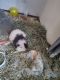 Alpaca Guinea Pig Rodents