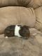 Alpaca Guinea Pig Rodents for sale in Salem, UT, USA. price: $25