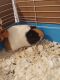 Alpaca Guinea Pig Rodents for sale in Montrose, CO, USA. price: NA