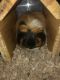 Alpaca Guinea Pig Rodents for sale in Burley, ID, USA. price: $30