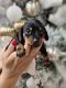 Alpine Dachsbracke Puppies for sale in Naples, FL, USA. price: $1,000