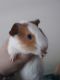 Alpine Pika Rodents for sale in Marlborough, NH, USA. price: NA