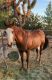 Alter Real Horses for sale in Arlington, VA, USA. price: NA