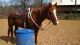 Alter Real Horses for sale in Baltimore, MD, USA. price: NA