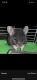 Altiplano Chinchilla Mouse Rodents for sale in Jonesboro, AR, USA. price: $600