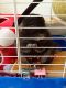 Altiplano Chinchilla Mouse Rodents for sale in 1456 4th Ave, Huntington, WV 25701, USA. price: NA