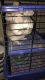 Altiplano Chinchilla Mouse Rodents for sale in Fenton, MO, USA. price: NA