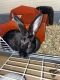 Amami Rabbit Rabbits for sale in Philadelphia, PA, USA. price: NA