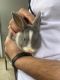 Amami Rabbit Rabbits for sale in Charlotte, NC 28210, USA. price: NA
