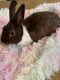 Amami Rabbit Rabbits for sale in Camden, NJ, USA. price: $30